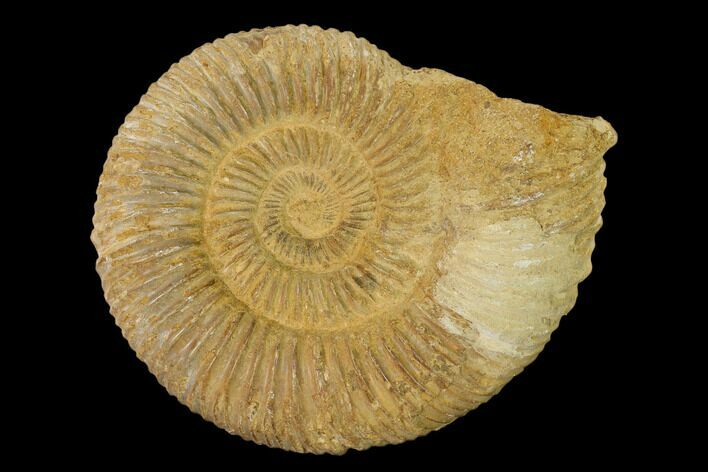 Jurassic Ammonite (Perisphinctes) Fossil - Madagascar #152776